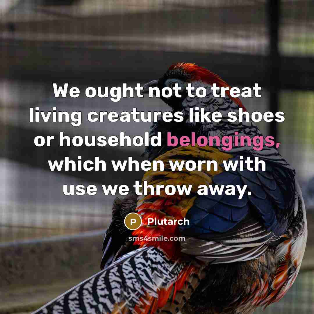 “We ought not to treat living creatures like shoes or household belongings, which when worn with use we throw away.” quote by Plutarch