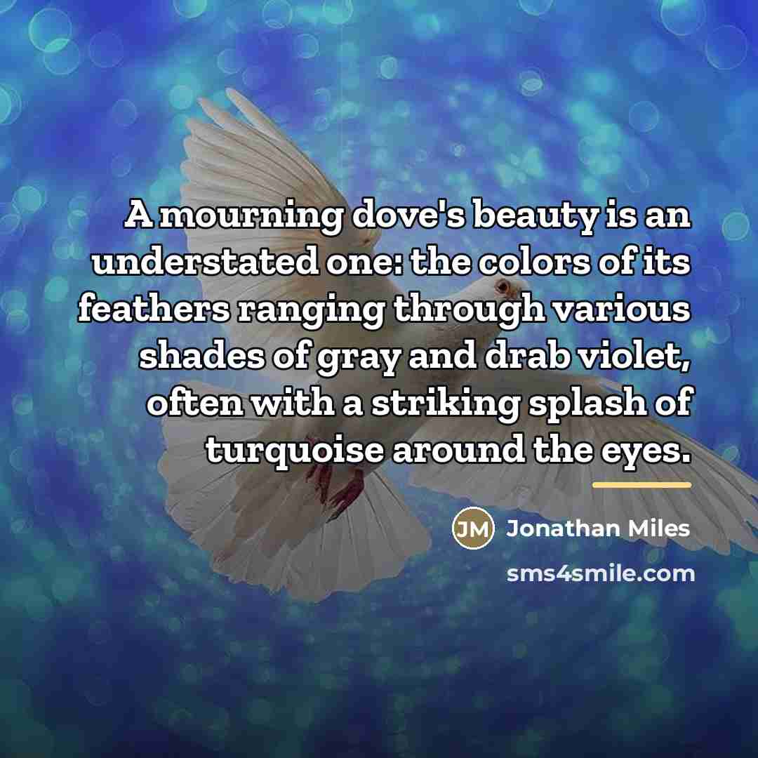 “A mourning dove's beauty is an understated one: the colors…” quote by Jonathan Miles