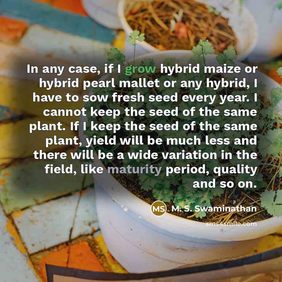 “In any case, if I grow hybrid maize or hybrid…” quote by M. S. Swaminathan
