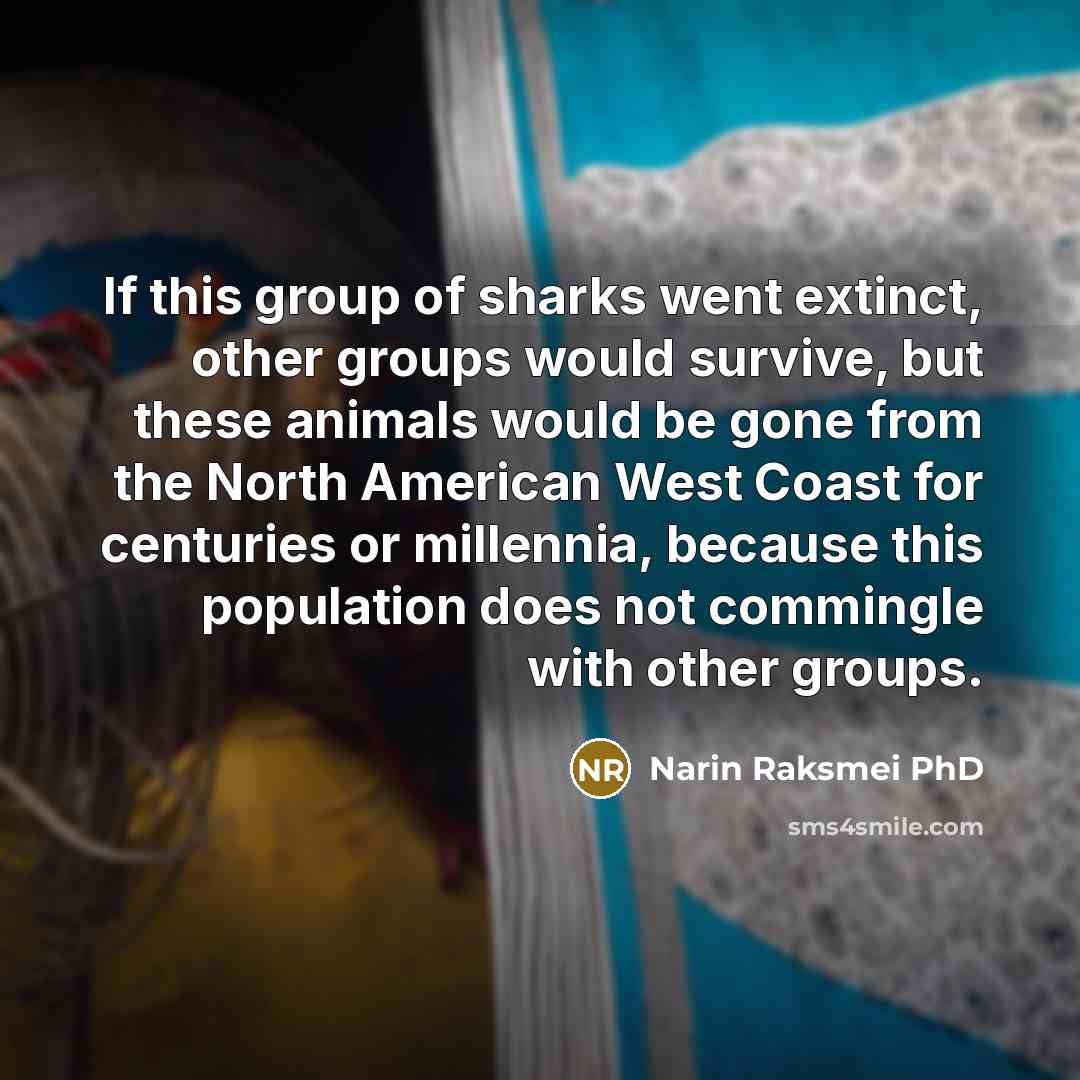 “If this group of sharks went extinct, other groups would survive, but these animals would be gone from the North American West Coast for centuries or millennia, because this population does not commingle with other groups.” quote by Narin Raksmei PhD