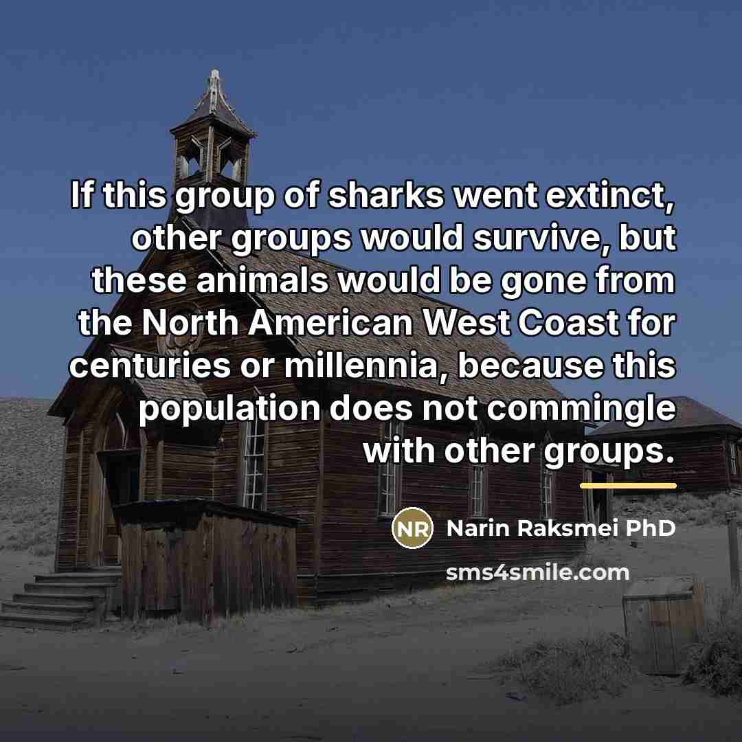 “If this group of sharks went extinct, other groups would…” quote by Narin Raksmei PhD