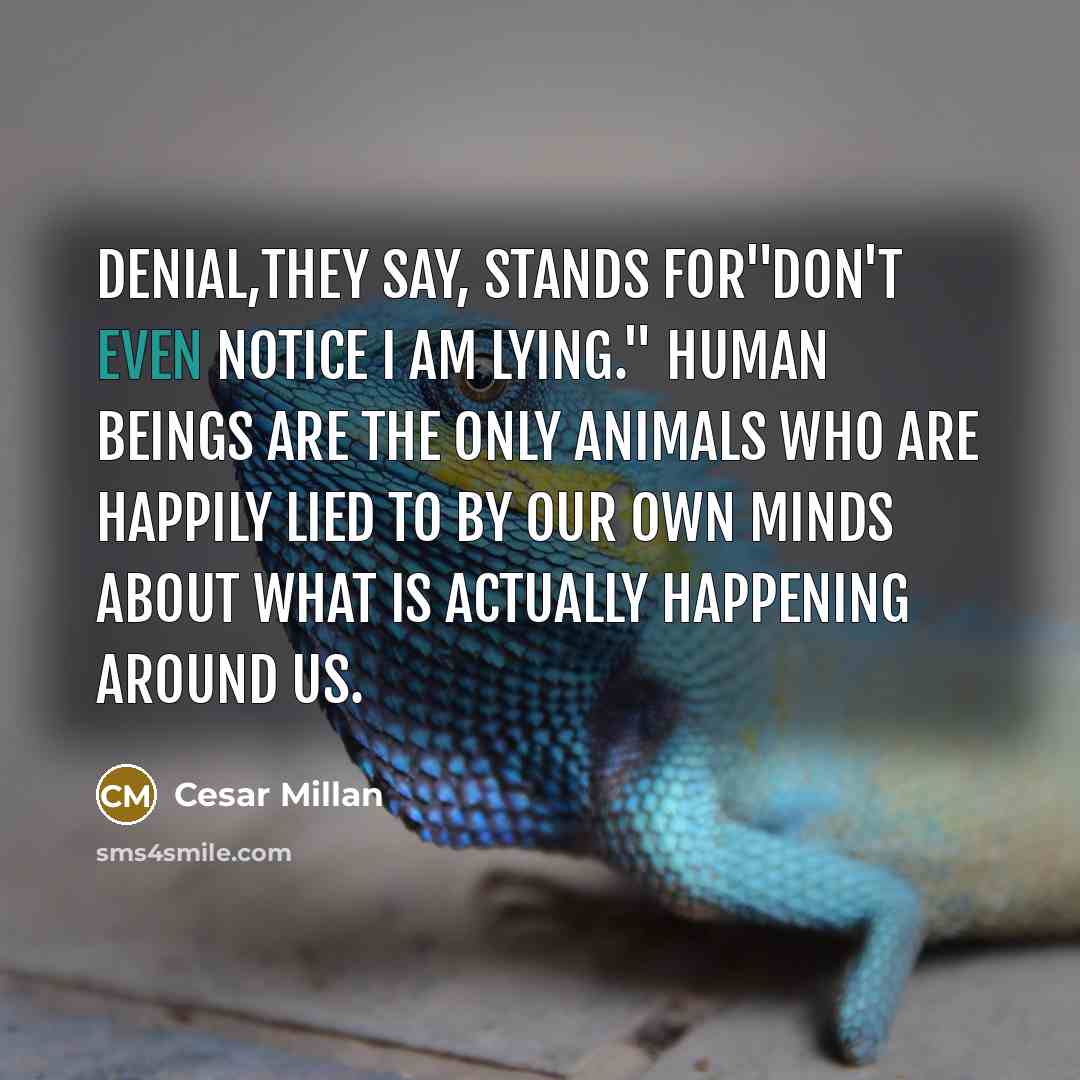 “Denial,they say, stands for"Don't even notice I am lying." Human…” quote by Cesar Millan