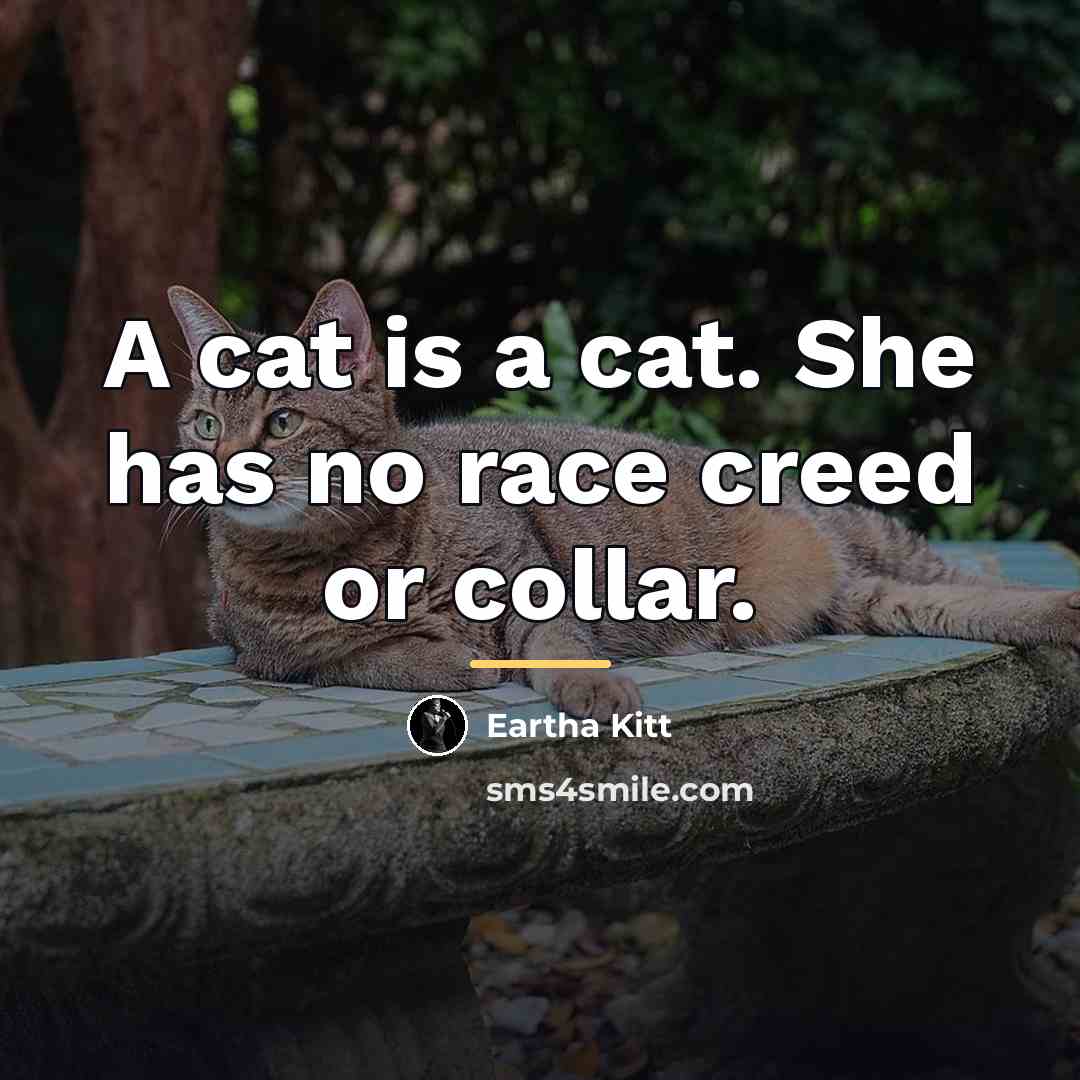 “A cat is a cat. She has no race creed…” quote by Eartha Kitt