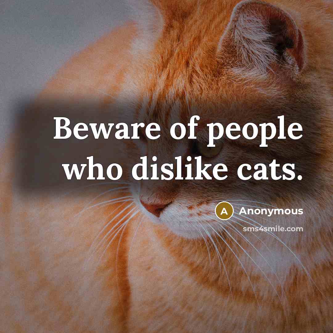 “Beware of people who dislike cats.…” quote by Anonymous
