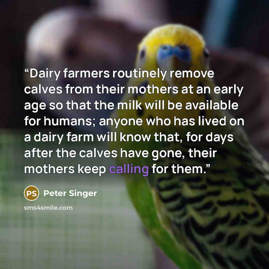 “Dairy farmers routinely remove calves from their mothers at an early age so that the milk will be available for humans; anyone who has lived on a dairy farm will know that, for days after the calves have gone, their mothers keep calling for them.” quote by Peter Singer