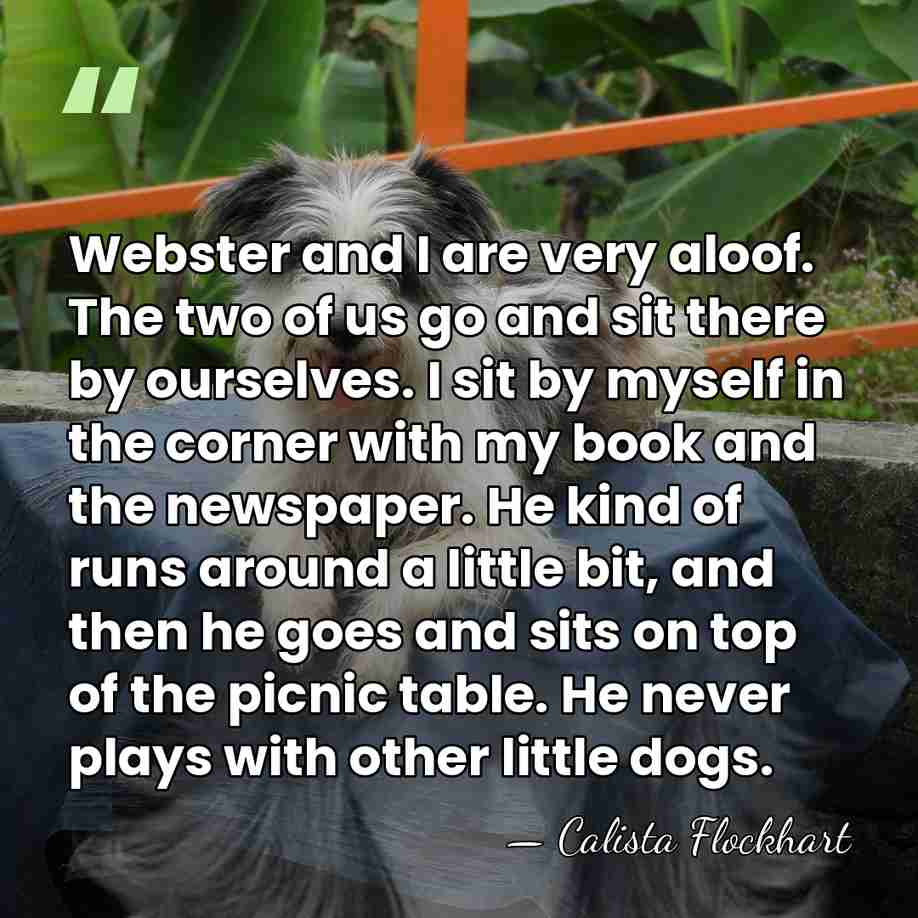 Webster and I are very aloof. The two of us go and&hellip; - Calista Flockhart
