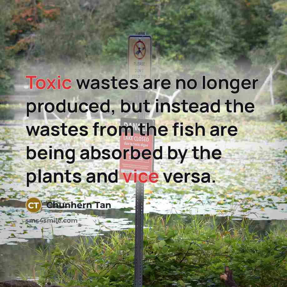 “Toxic wastes are no longer produced, but instead the wastes from the fish are being absorbed by the plants and vice versa.” quote by Chunhern Tan