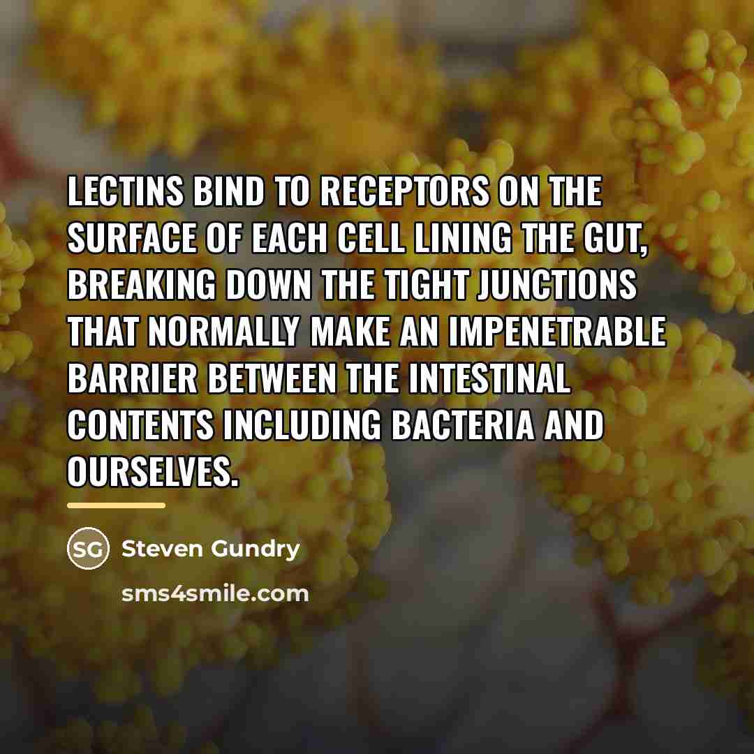 “Lectins bind to receptors on the surface of each cell…” quote by Steven Gundry