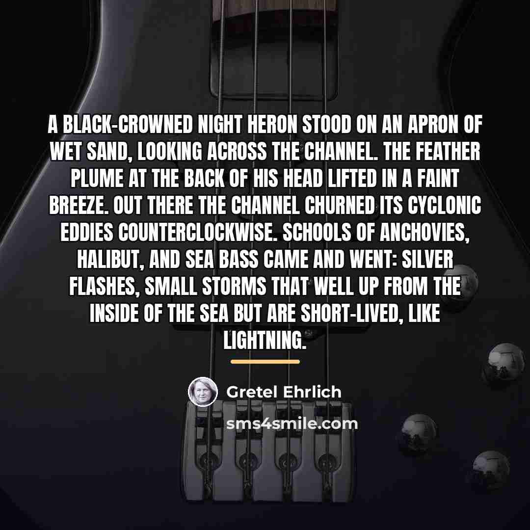“A black-crowned night heron stood on an apron of wet…” quote by Gretel Ehrlich