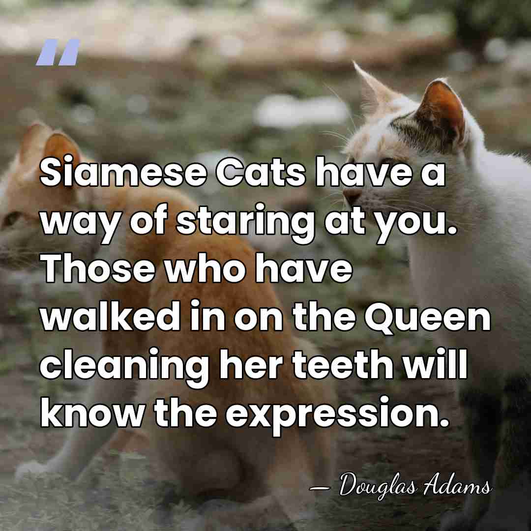 Siamese Cats have a way of staring at you. Those who have&hellip; - Douglas Adams
