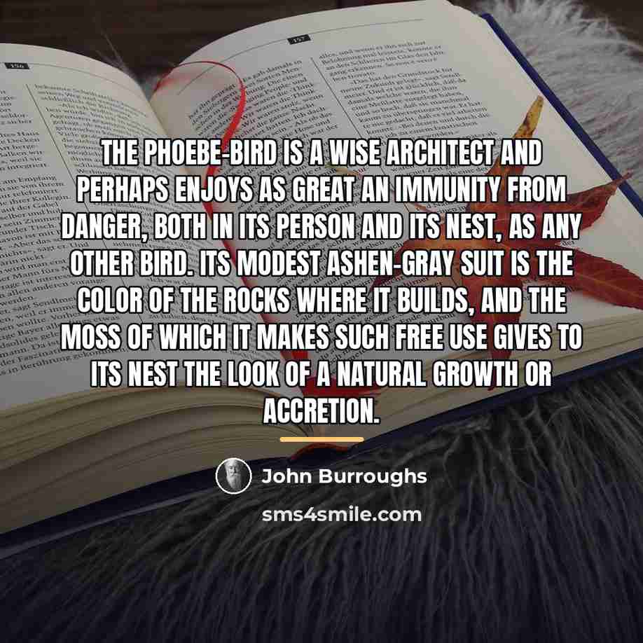 “The phoebe-bird is a wise architect and perhaps enjoys as…” quote by John Burroughs