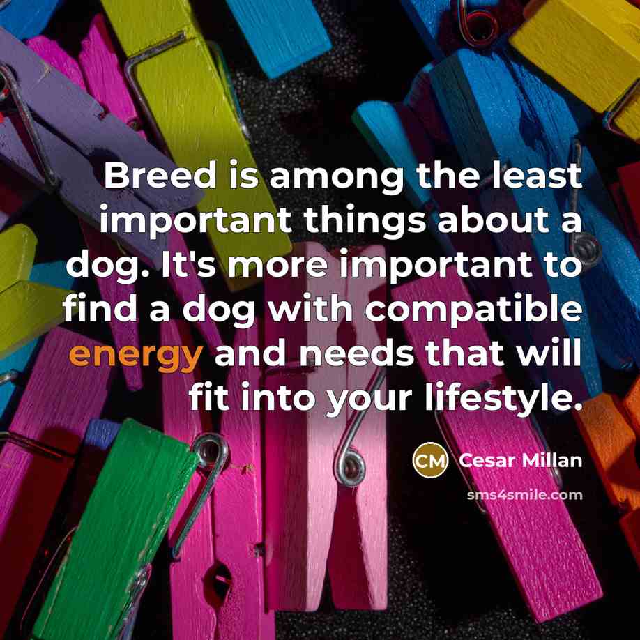 “Breed is among the least important things about a dog.…” quote by Cesar Millan