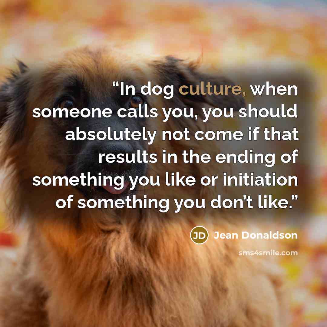 “In dog culture, when someone calls you, you should absolutely not come if that results in the ending of something you like or initiation of something you don’t like.” quote by Jean Donaldson