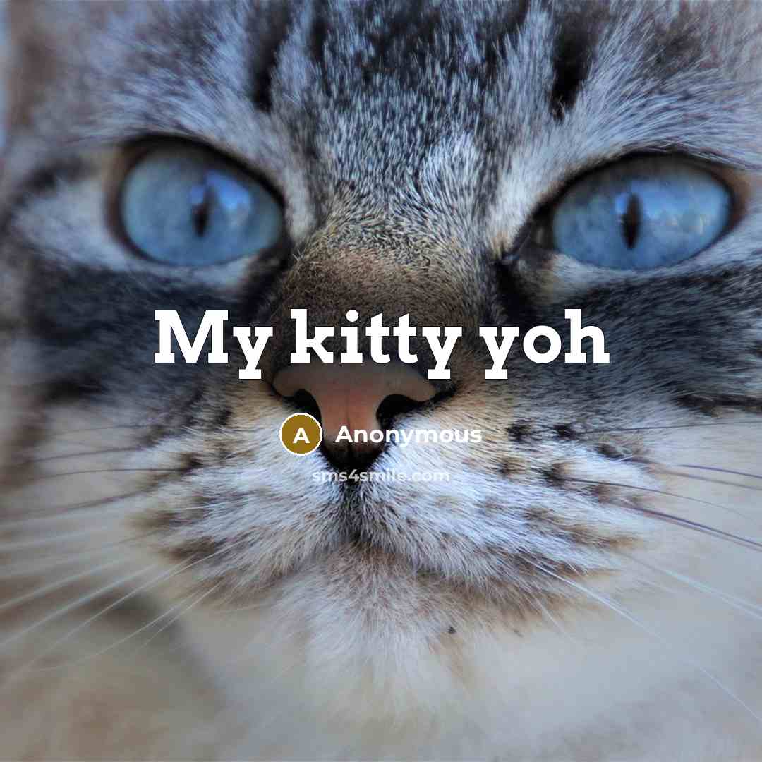 “My kitty yoh” quote by Anonymous