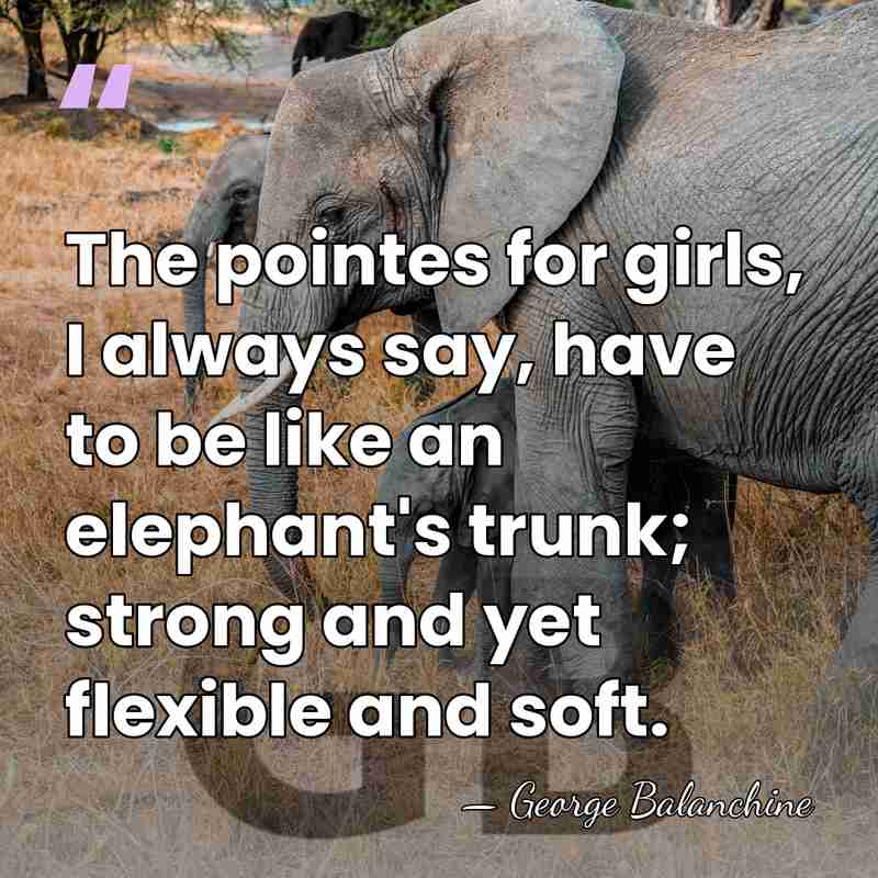 The pointes for girls, I always say, have to be like an&hellip; - George Balanchine
