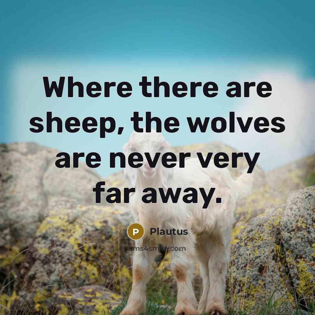“Where there are sheep, the wolves are never very far…” quote by Plautus