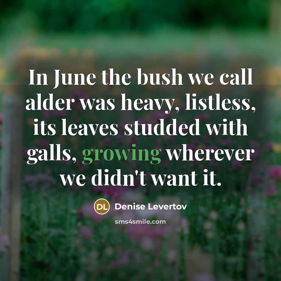 “In June the bush we call alder was heavy, listless,…” quote by Denise Levertov