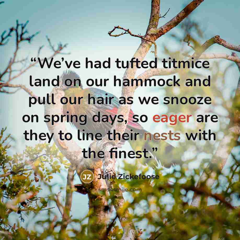 “We’ve had tufted titmice land on our hammock and pull our hair as we snooze on spring days, so eager are they to line their nests with the finest.” quote by Julie Zickefoose