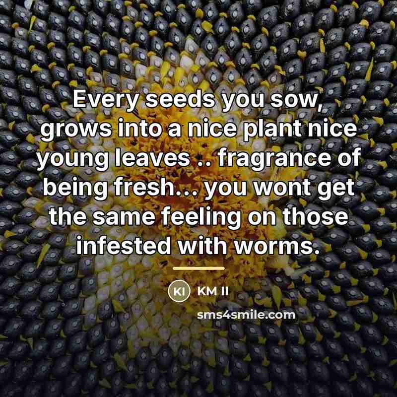 “Every seeds you sow, grows into a nice plant nice…” quote by KM II