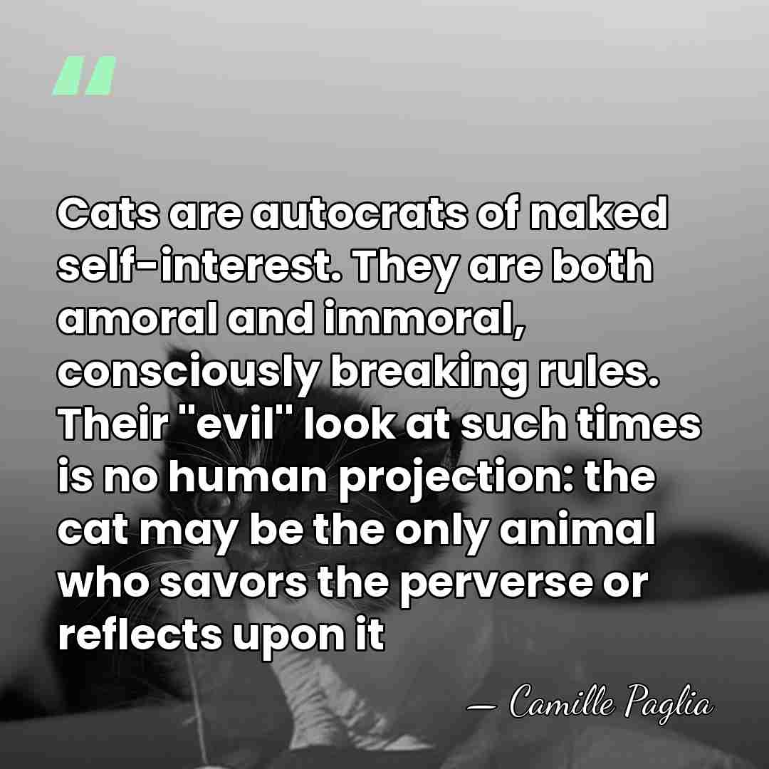 Cats are autocrats of naked self-interest. They are both amoral and immoral,&hellip; - Camille Paglia
