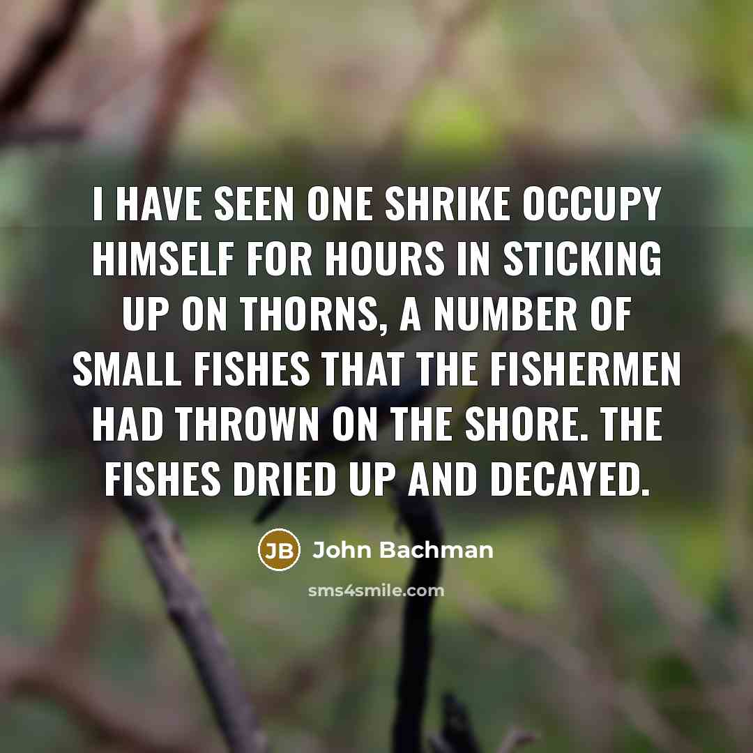 “I have seen one shrike occupy himself for hours in sticking up on thorns, a number of small fishes that the fishermen had thrown on the shore. The fishes dried up and decayed.” quote by John Bachman