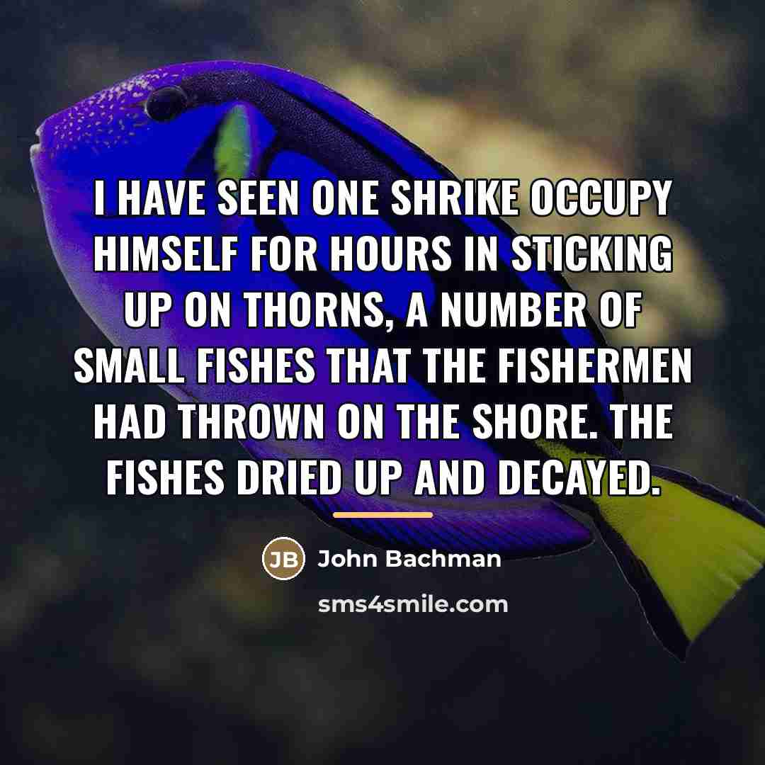 “I have seen one shrike occupy himself for hours in…” quote by John Bachman