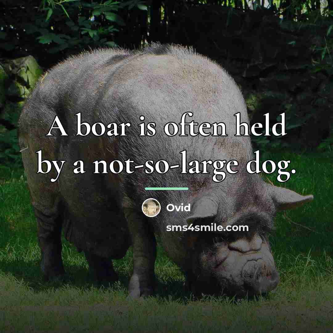 “A boar is often held by a not-so-large dog.…” quote by Ovid