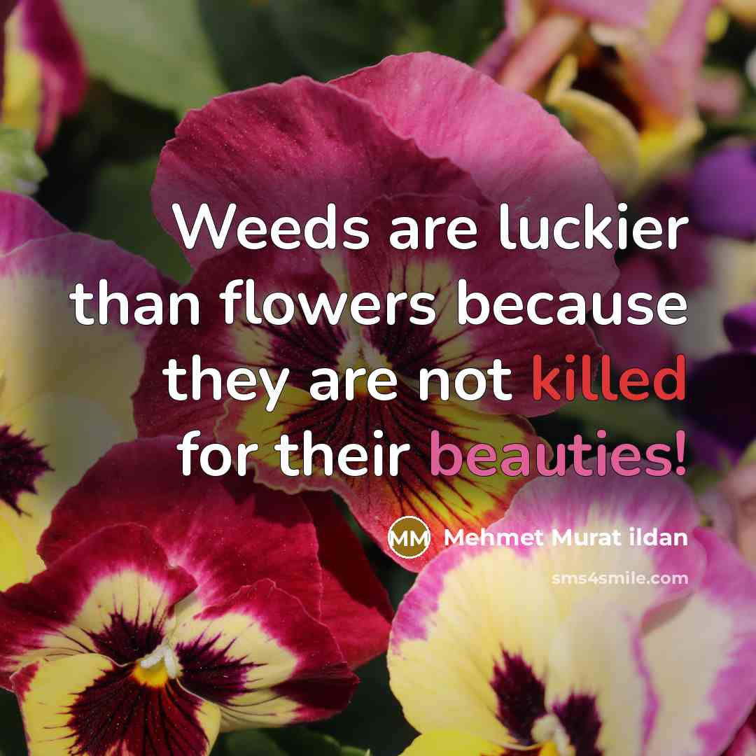 “Weeds are luckier than flowers because they are not killed…” quote by Mehmet Murat Ildan