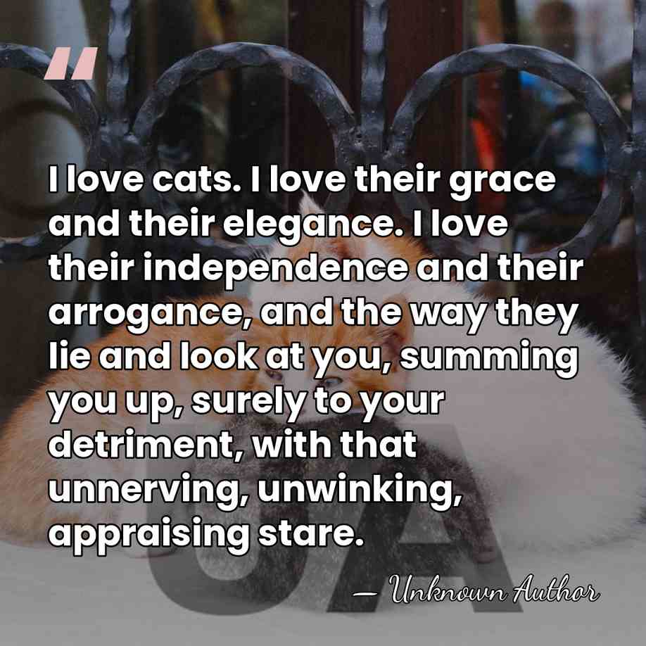 I love cats. I love their grace and their elegance. I love&hellip; - Unknown Author