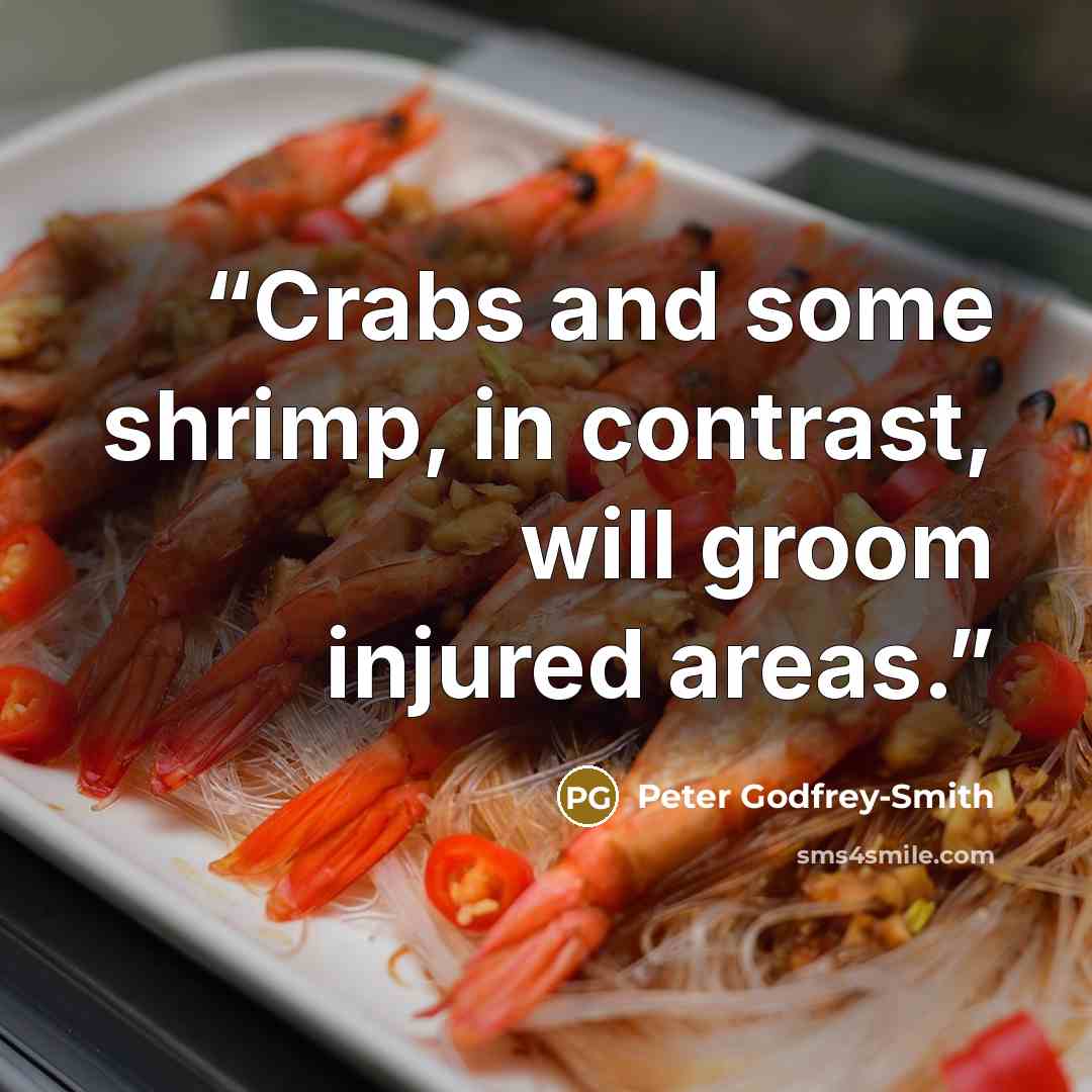 “Crabs and some shrimp, in contrast, will groom injured areas.” quote by Peter Godfrey-Smith