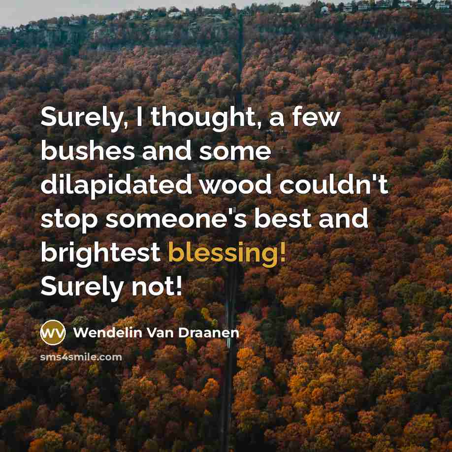“Surely, I thought, a few bushes and some dilapidated wood…” quote by Wendelin Van Draanen