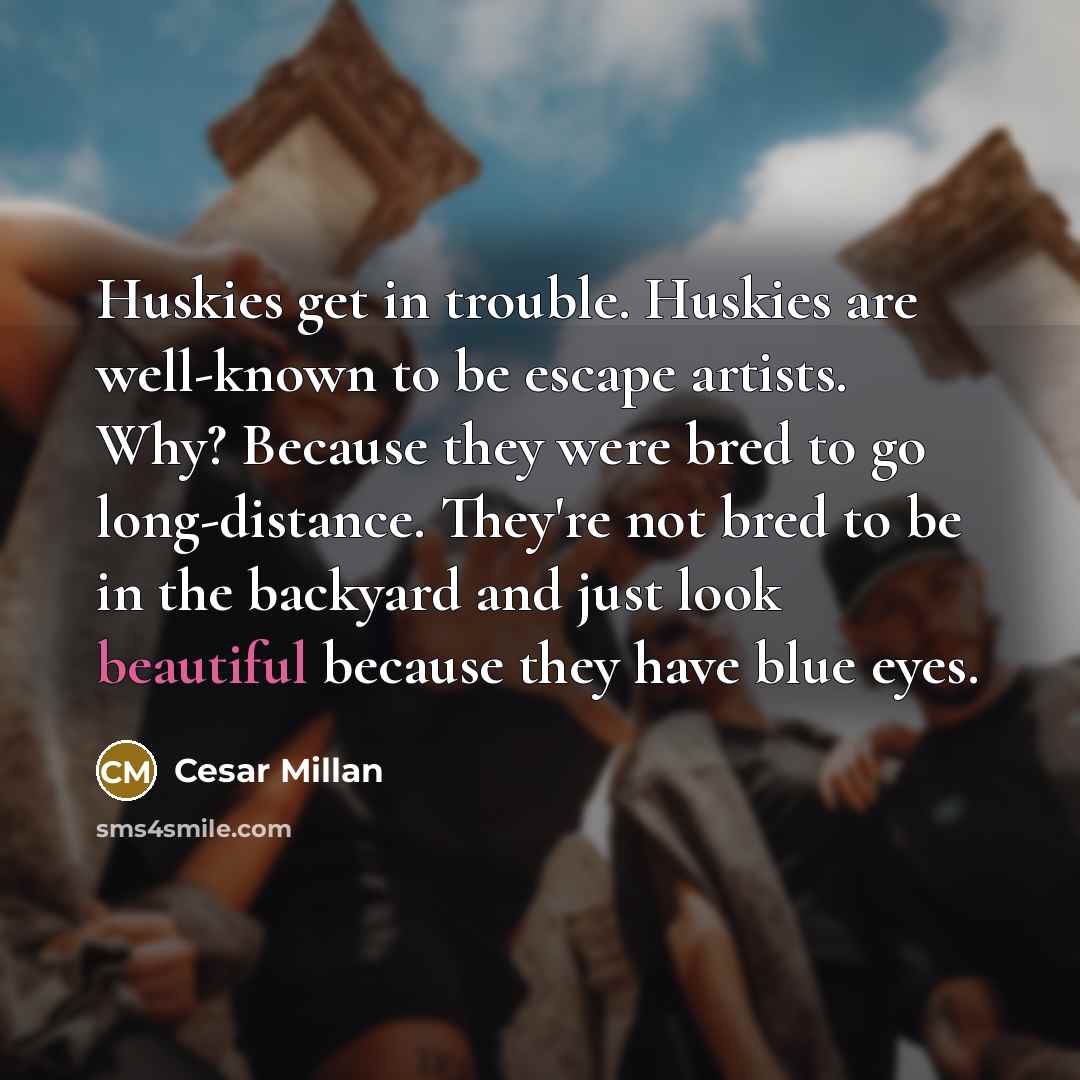 “Huskies get in trouble. Huskies are well-known to be escape…” quote by Cesar Millan