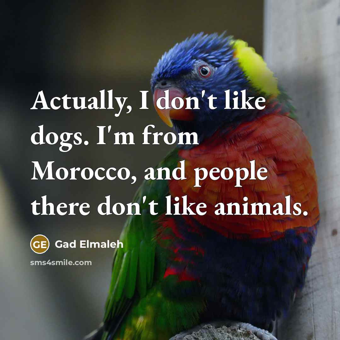 “Actually, I don't like dogs. I'm from Morocco, and people…” quote by Gad Elmaleh