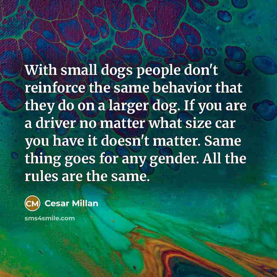 “With small dogs people don't reinforce the same behavior that…” quote by Cesar Millan