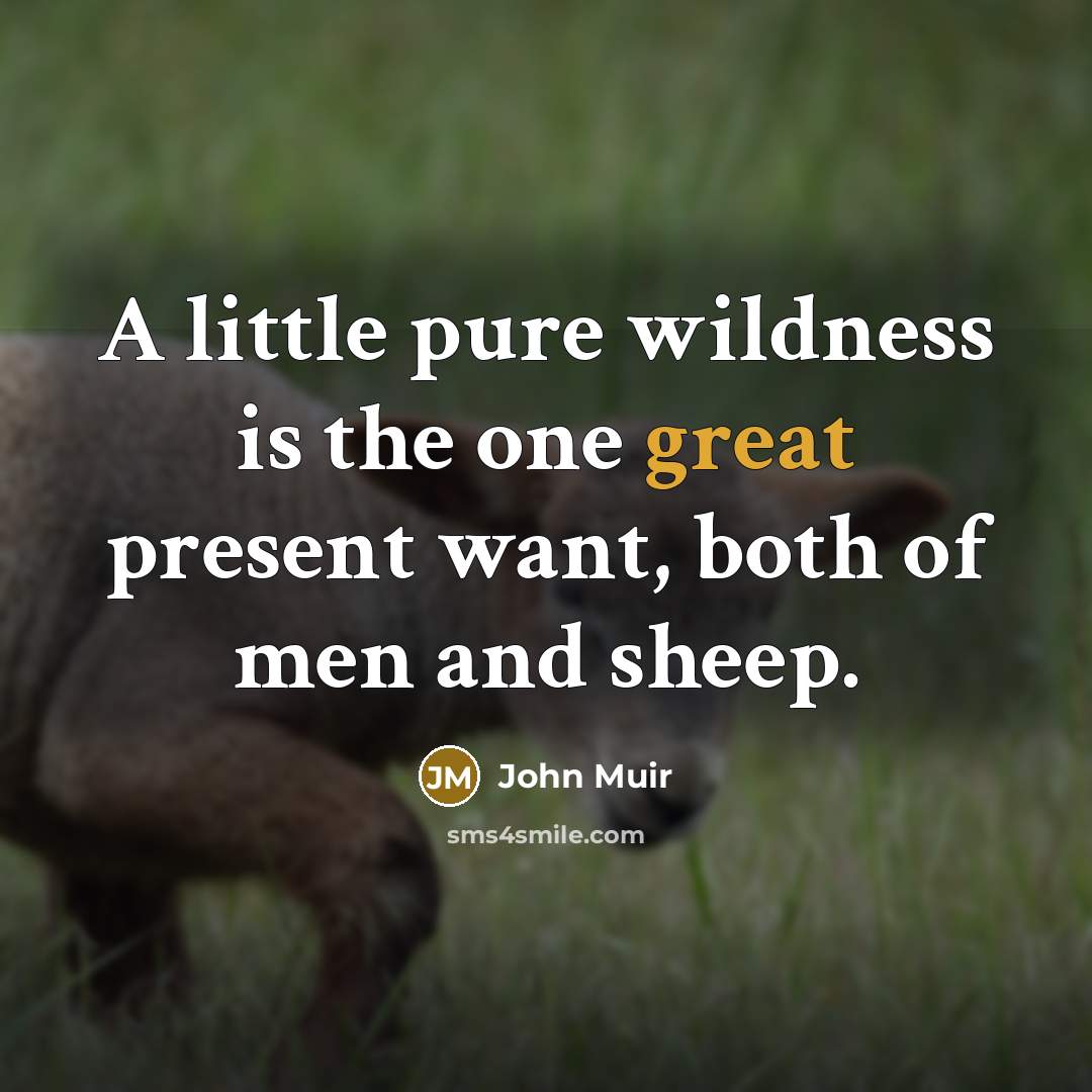 “A little pure wildness is the one great present want, both of men and sheep.” quote by John Muir