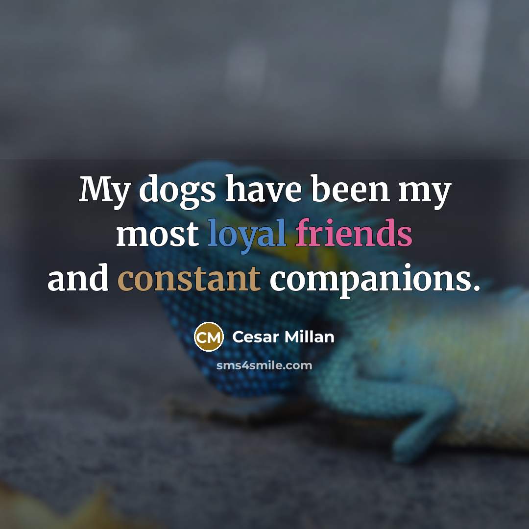 “My dogs have been my most loyal friends and constant companions.” quote by Cesar Millan