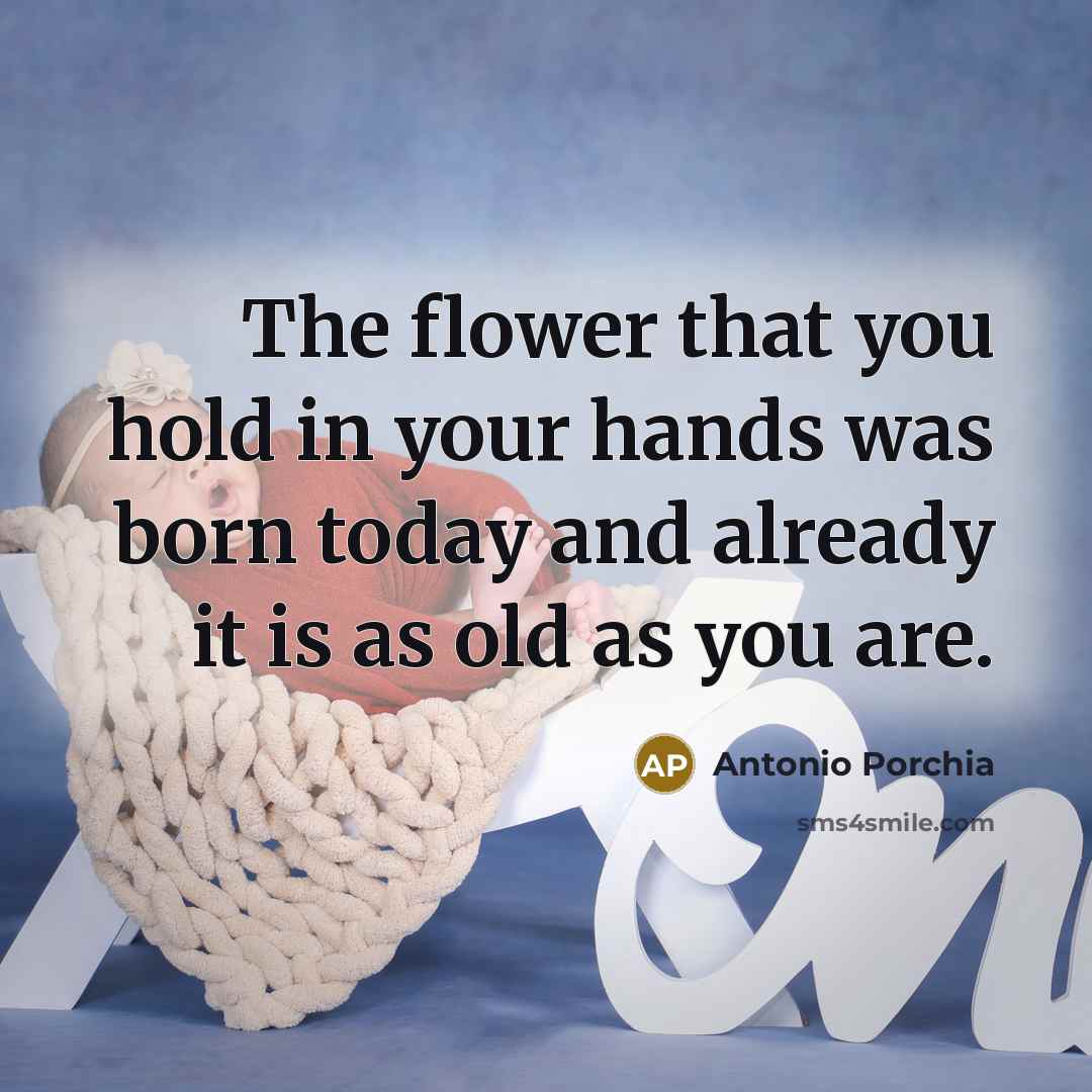 “The flower that you hold in your hands was born…” quote by Antonio Porchia