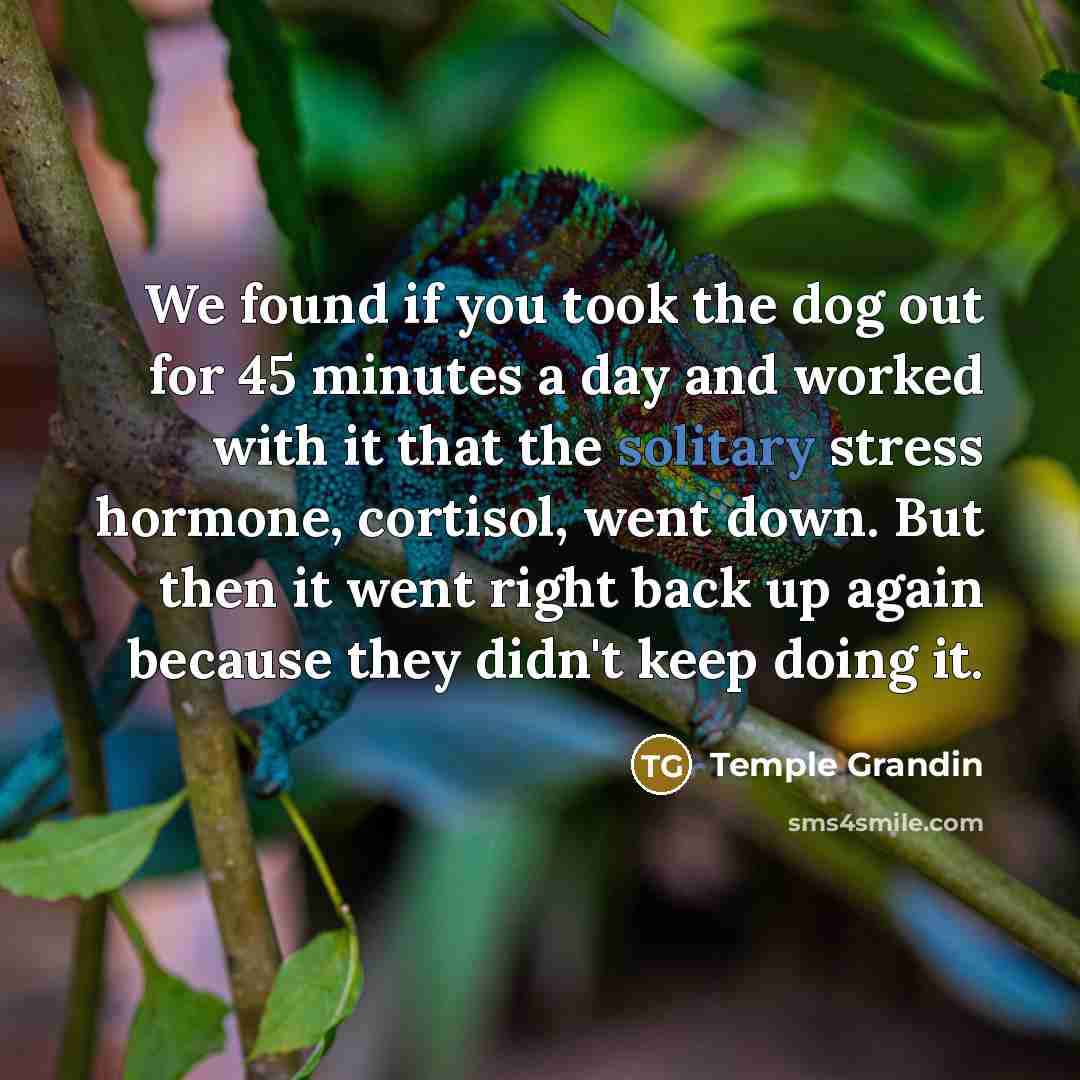 “We found if you took the dog out for 45 minutes a day and worked with it that the solitary stress hormone, cortisol, went down. But then it went right back up again because they didn't keep doing it.” quote by Temple Grandin
