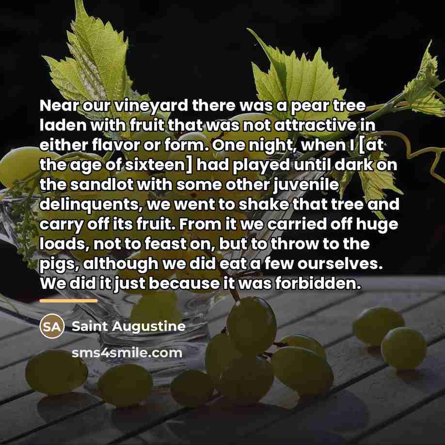 “Near our vineyard there was a pear tree laden with…” quote by Saint Augustine