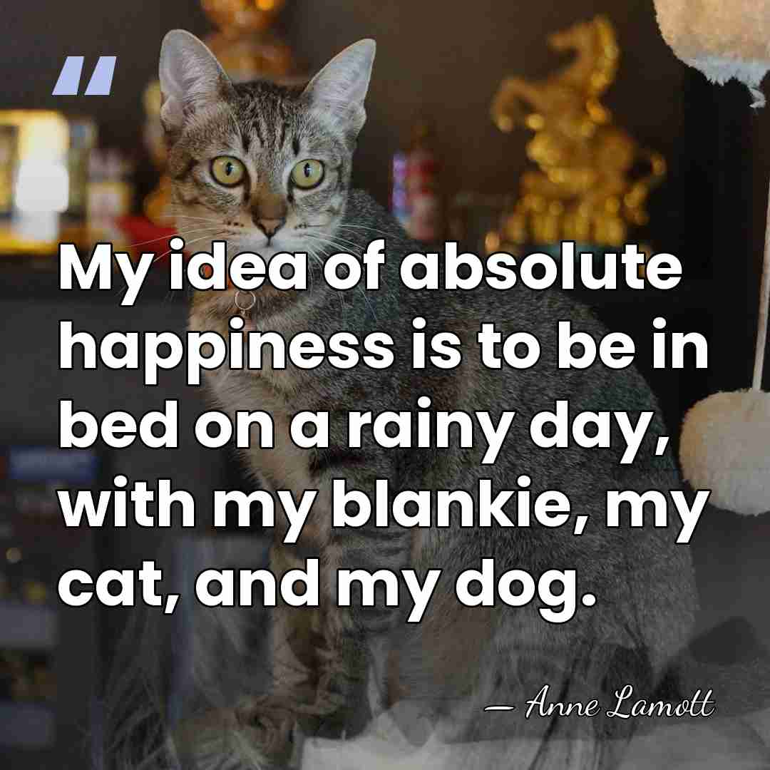 My idea of absolute happiness is to be in bed on a&hellip; - Anne Lamott
