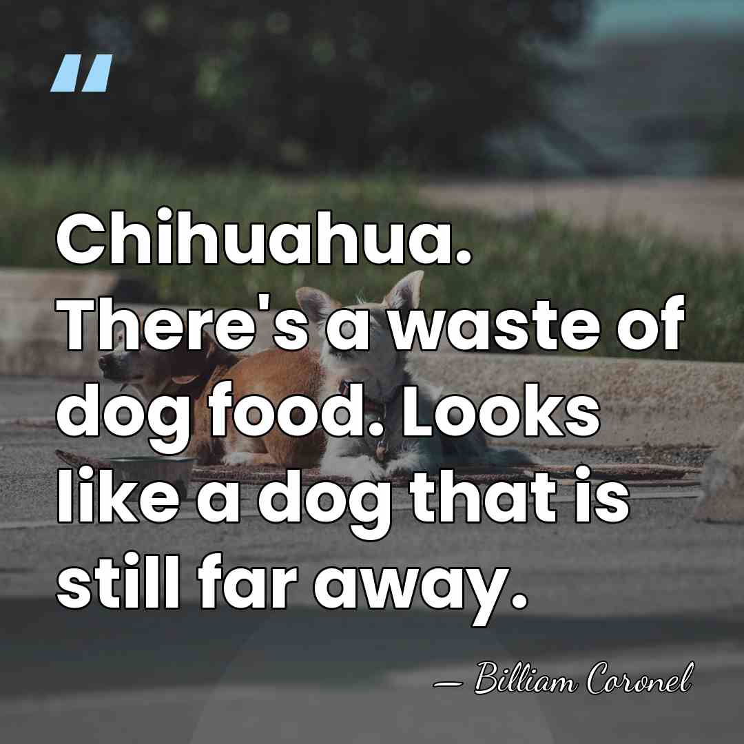 Chihuahua. There's a waste of dog food. Looks like a dog that&hellip; - Billiam Coronel