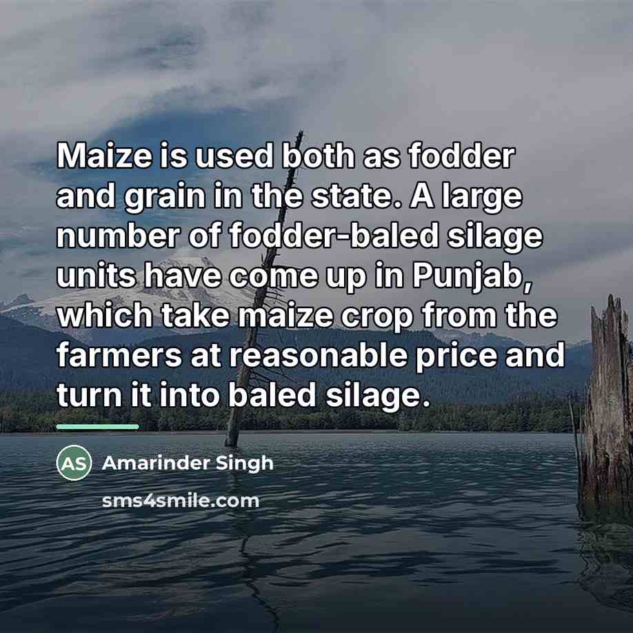 “Maize is used both as fodder and grain in the…” quote by Amarinder Singh