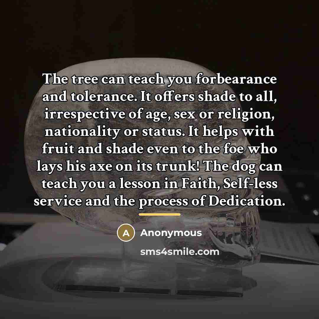 “The tree can teach you forbearance and tolerance. It offers…” quote by Anonymous