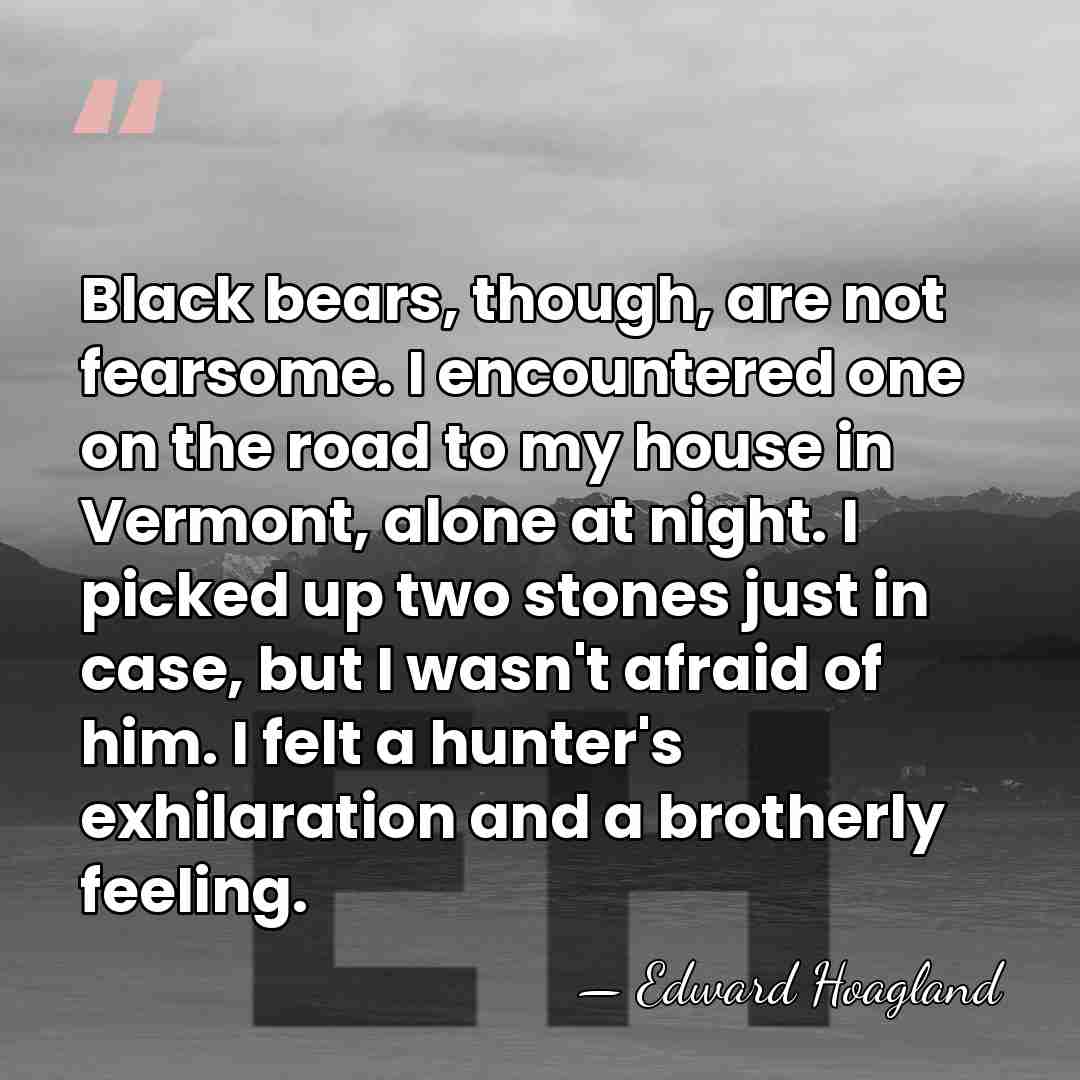 Black bears, though, are not fearsome. I encountered one on the road&hellip; - Edward Hoagland