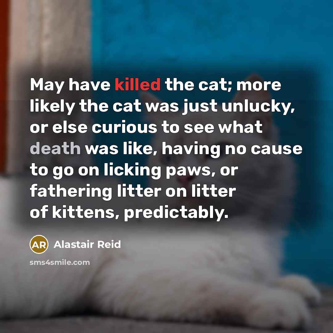 “May have killed the cat; more likely the cat was just unlucky, or else curious to see what death was like, having no cause to go on licking paws, or fathering litter on litter of kittens, predictably.” quote by Alastair Reid