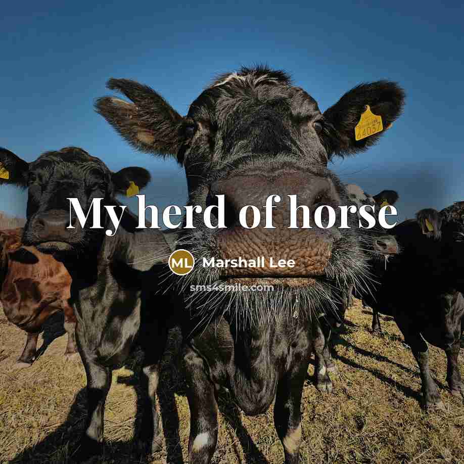 “My herd of horse…” quote by Marshall Lee