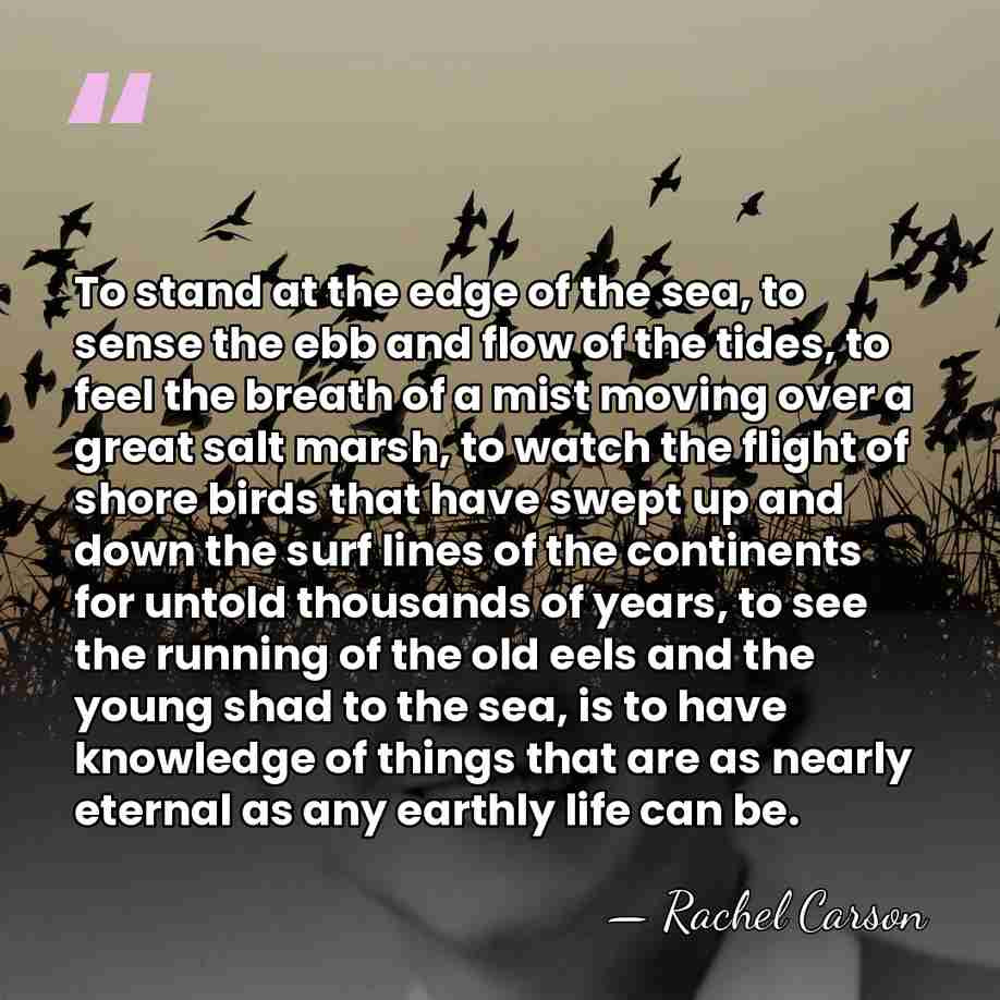 To stand at the edge of the sea, to sense the ebb&hellip; - Rachel Carson