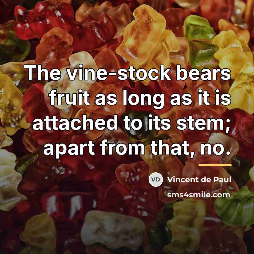 “The vine-stock bears fruit as long as it is attached…” quote by Vincent de Paul
