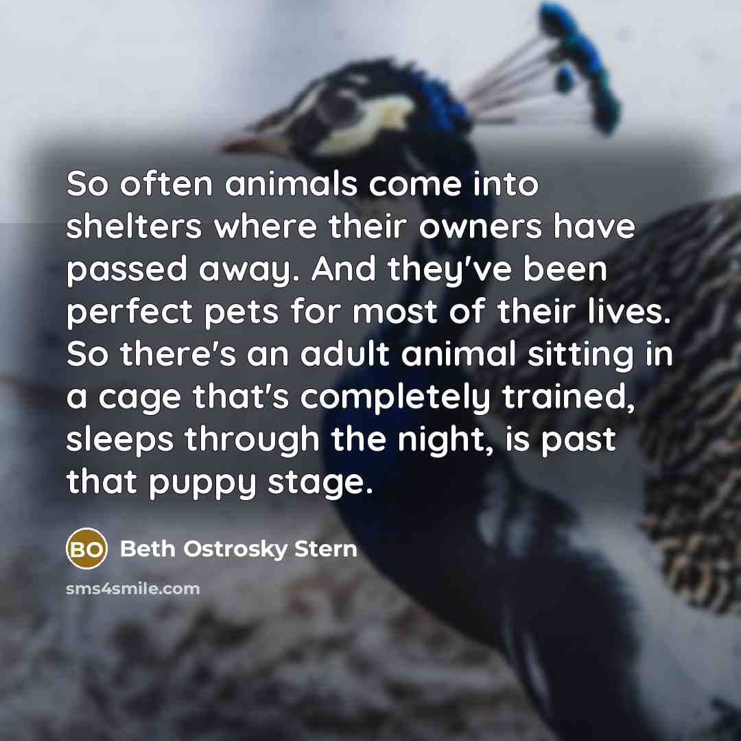 “So often animals come into shelters where their owners have…” quote by Beth Ostrosky Stern