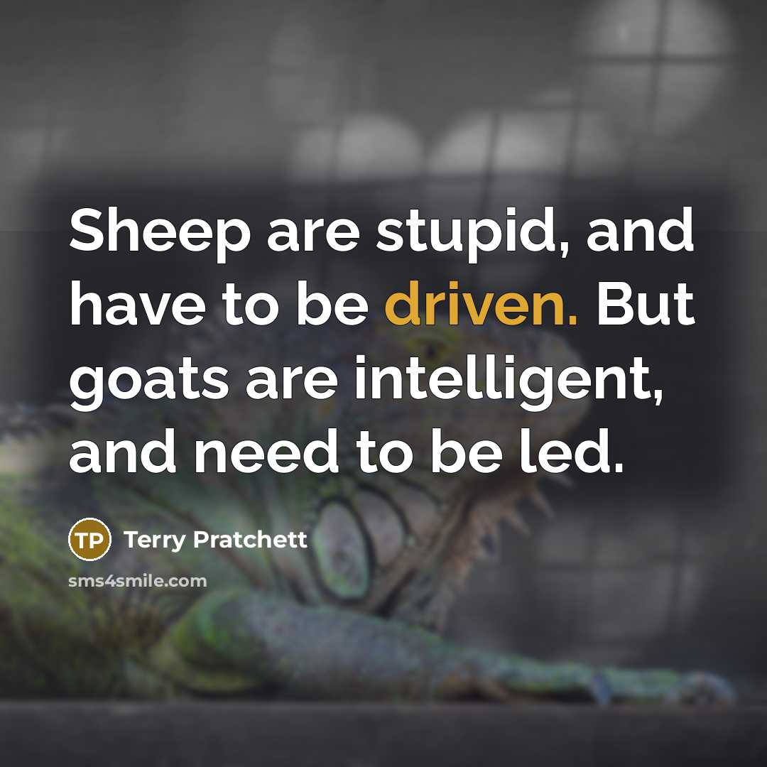 “Sheep are stupid, and have to be driven. But goats…” quote by Terry Pratchett